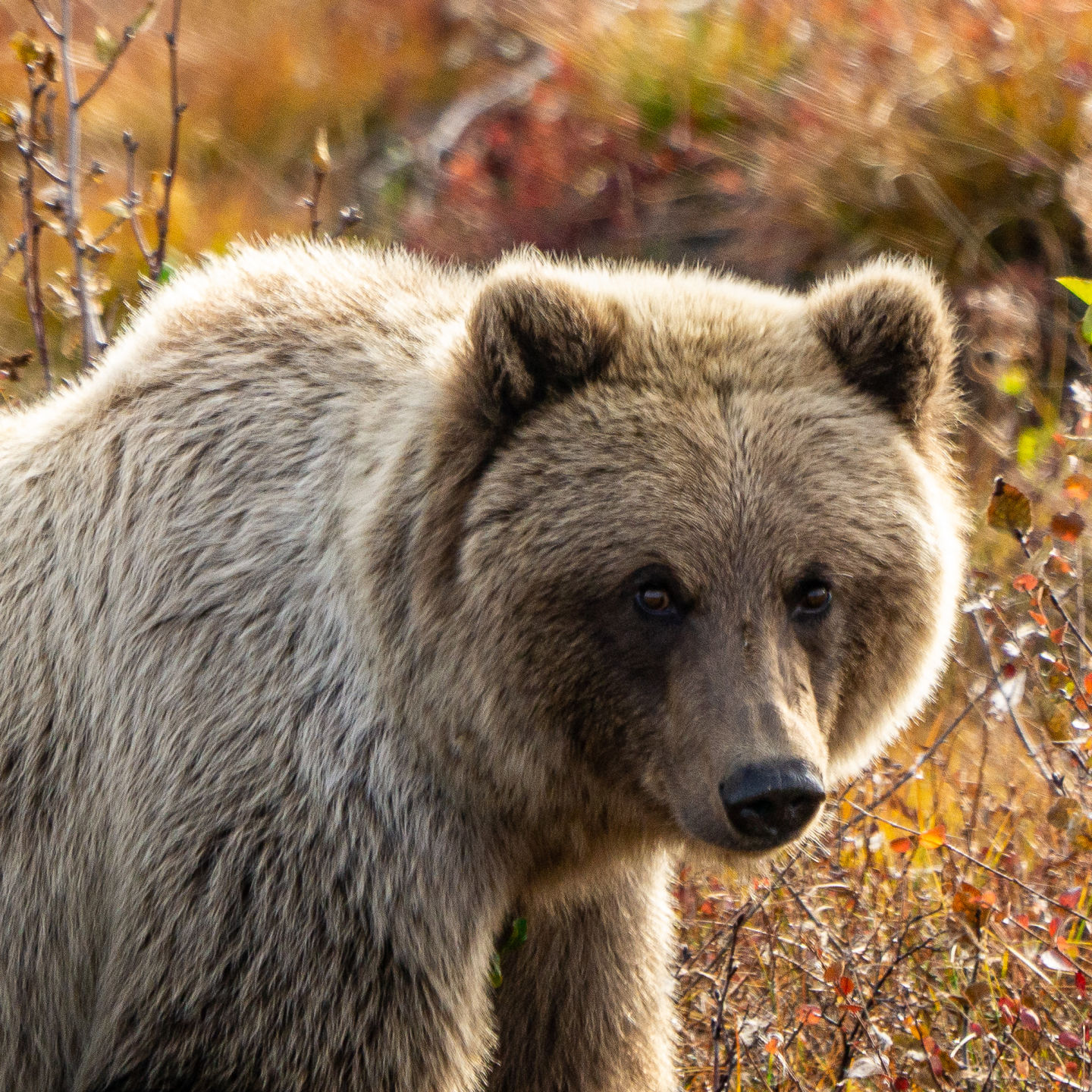 Bear